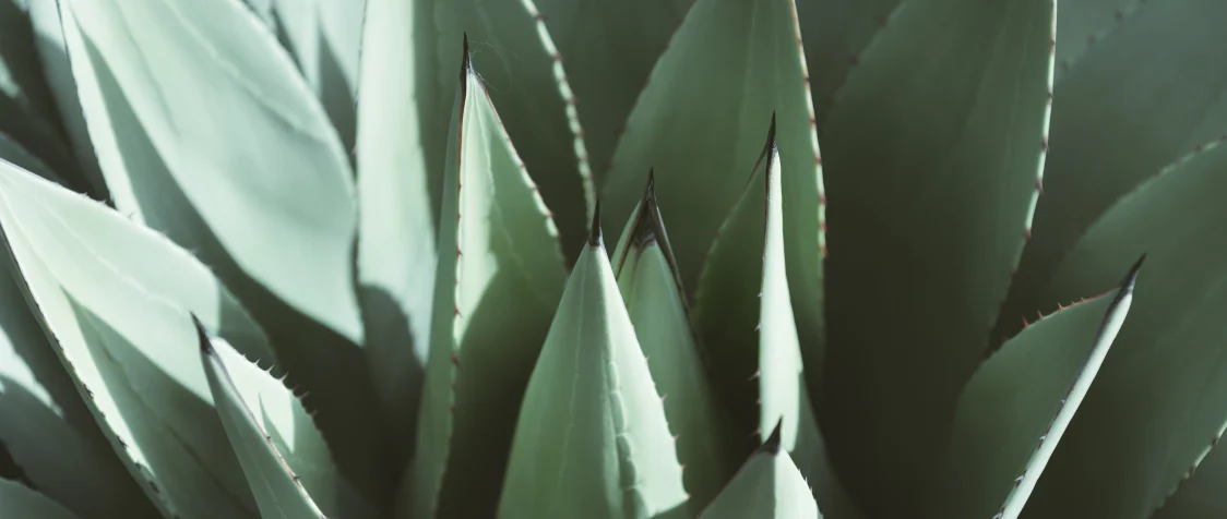 Agave Nedir? Agave Faydaları Nelerdir?