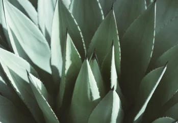 Agave Nedir? Ve Faydaları Nelerdir?